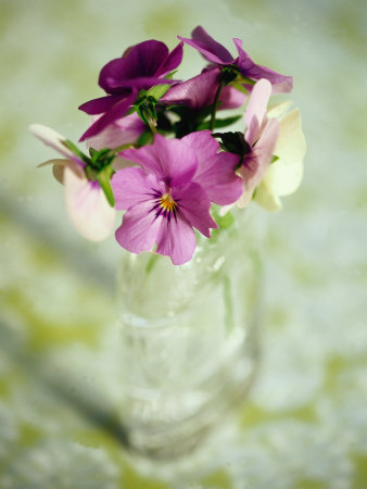 Pansies In A Bottle by Shaffer & Smith Pricing Limited Edition Print image