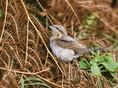 Wryneck, Migrant, Isles Of Scilly, October by David Tipling Pricing Limited Edition Print image