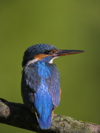 Common Kingfisher On Perch by Andy Rouse Pricing Limited Edition Print image