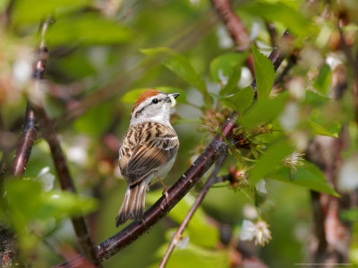 Chipping Sparrow, With Food, Ste-Anne-De-Bellevue, Canada by Robert Servranckx Pricing Limited Edition Print image