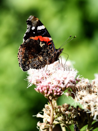 Red Admiral Butterfly, Resting On Plant, West Berkshire, Uk by Philip Tull Pricing Limited Edition Print image