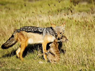 Black-Backed Jackal (Canis Mesomelas) Killing A Thomsons Gazelle (Gazella Thomsoni), Tanzania by Ariadne Van Zandbergen Pricing Limited Edition Print image