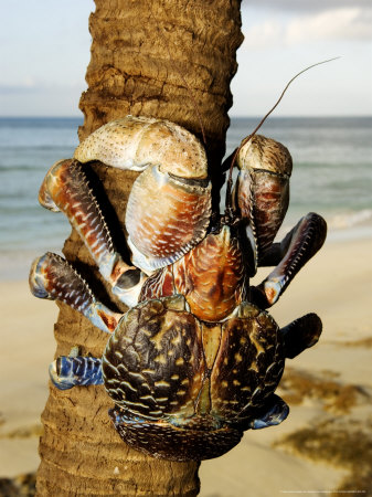 Giant Coconut Crab, Climbing Up Palm Tree, Zanzibar by Ariadne Van Zandbergen Pricing Limited Edition Print image