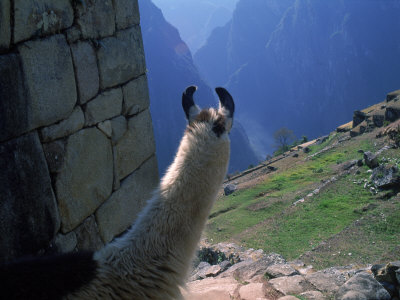 Llama, Machu Picchu, Peru by Ed Hernandez Pricing Limited Edition Print image