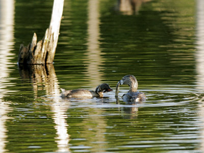 Pied-Billed Grebe, Feeding Chick, Quebec, Canada by Robert Servranckx Pricing Limited Edition Print image