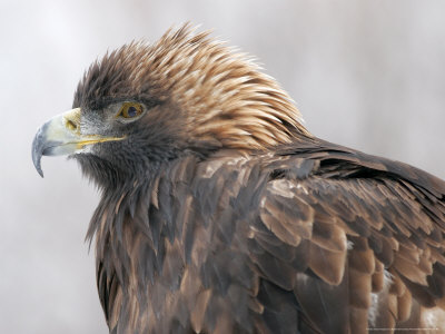 Golden Eagle, Ste-Anne-De-Bellevue, Canada by Robert Servranckx Pricing Limited Edition Print image