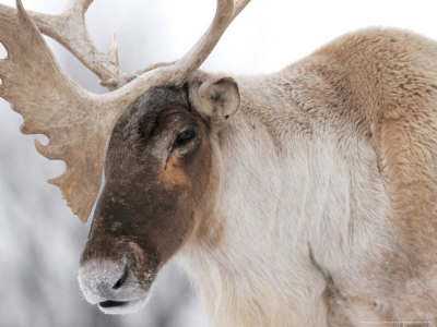 Woodland Caribou, Ste-Anne-De-Bellevue, Canada by Robert Servranckx Pricing Limited Edition Print image