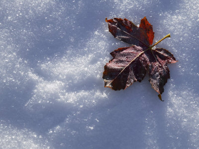 Dry Leaf In Snow by Fogstock Llc Pricing Limited Edition Print image