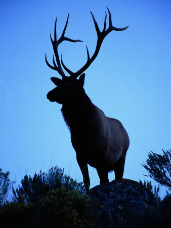 Buck Deer by William Brahmstedt Pricing Limited Edition Print image