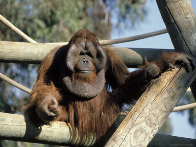 Sumatran Orangutan (Pongo Pygmaeus) by Michael Long Pricing Limited Edition Print image