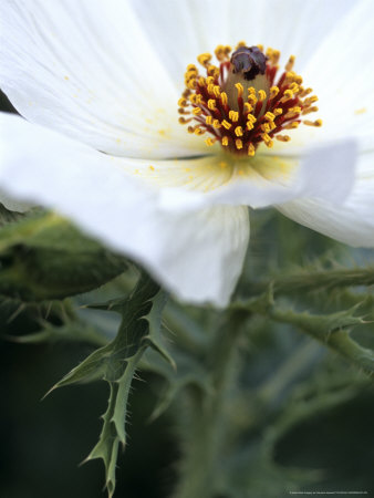 Argemone Grandiflora (Crested Poppy) by Hemant Jariwala Pricing Limited Edition Print image