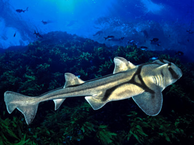 Port Jackson Sharks, South Australia by David B. Fleetham Pricing Limited Edition Print image