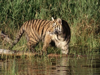 Siberian Tiger In Water, Columbia Falls, Montana by Ralph Reinhold Pricing Limited Edition Print image