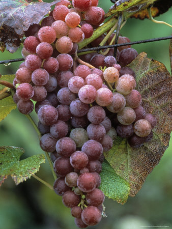 Stueben Grapes by Priscilla Connell Pricing Limited Edition Print image