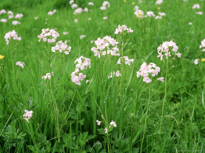 Cardamine Pratensis Cuckoo Flower by Geoff Dann Pricing Limited Edition Print image