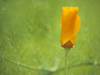 Eschscholzia Californica Golden West by Hemant Jariwala Pricing Limited Edition Print image