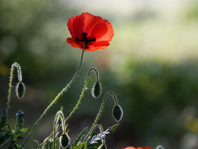 Poppy, Vaucluse, France by Alain Christof Pricing Limited Edition Print image