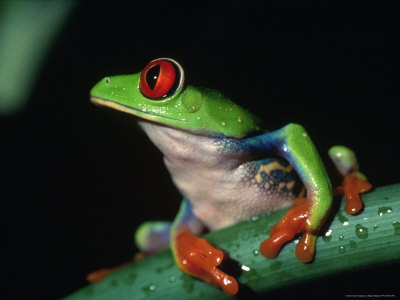 Red Eyed Tree Frog (Agalychnig Callidaras) by Megan Meagher Pricing Limited Edition Print image