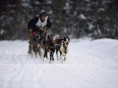 Sled Dog Racing, Anchorage, Alaska by Mark Newman Pricing Limited Edition Print image