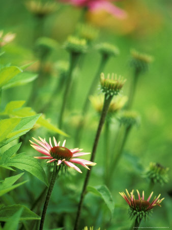 Coneflower by Fiona Mcleod Pricing Limited Edition Print image