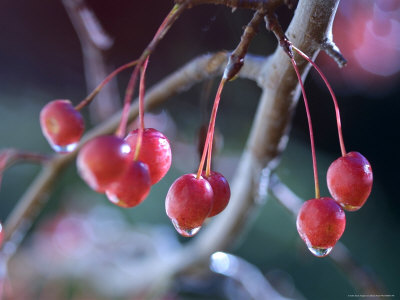Crab Apples With Ice by Bruce Ando Pricing Limited Edition Print image
