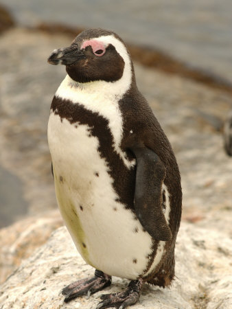 Penguin, South Africa by Keith Levit Pricing Limited Edition Print image