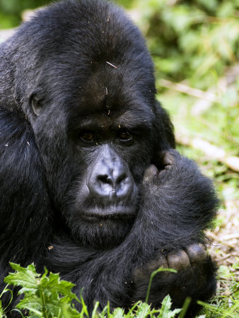 Mountain Gorilla, Silverback Portrait, Volcanoes National Park, Rwanda by Ariadne Van Zandbergen Pricing Limited Edition Print image