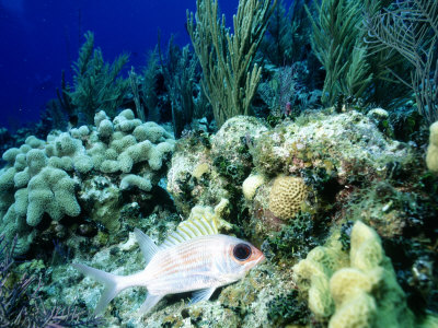 Squirrelfish By Sea Sponges, Cayman Islands by Timothy O'keefe Pricing Limited Edition Print image