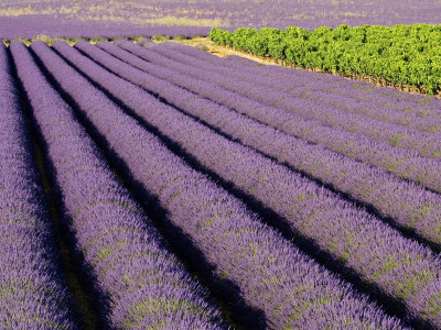 Field Of Lavender (Lavendula Sp) Bordered By Grapevines (Vitis Vinifera) Drome, France by Alain Christof Pricing Limited Edition Print image