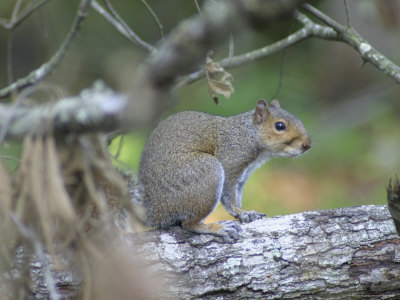 A Gray Squirrel In The Forest by Jeff Randall Pricing Limited Edition Print image