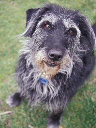 Close Up Of A Old Dog by Fogstock Llc Pricing Limited Edition Print image