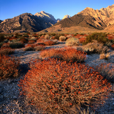 Wild Sage Growing In Wilderness Area Of Mt. Williamson, Eastern Sierra Nevada, Owens Valley, Usa by Wes Walker Pricing Limited Edition Print image
