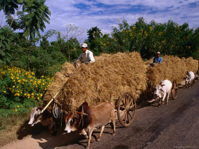 A Convoy Of Ox Carts Laden With Fodder, On The Road To Bagan, Bagan, Myanmar (Burma) by Juliet Coombe Pricing Limited Edition Print image