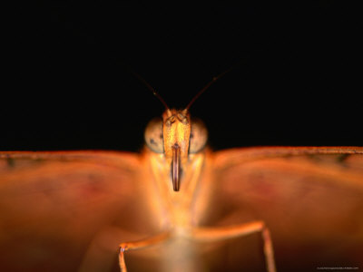 Female Cruiser Butterfly, Melbourne, Australia by Chris Mellor Pricing Limited Edition Print image