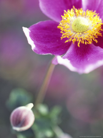 Anemone Hupehensis Hadspen Abundance, Close-Up Of A Pink Flower And Bud by Hemant Jariwala Pricing Limited Edition Print image