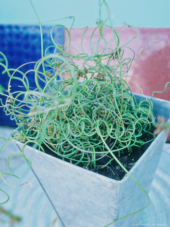 Juncus Effusus Spiralis In Metal Pot by Andrew Lord Pricing Limited Edition Print image