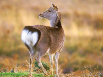 Sika Deer, Showing White Warning Tail by David Boag Pricing Limited Edition Print image