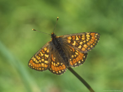 Marsh Fritillary, Euphydryas Aurinia by David Boag Pricing Limited Edition Print image