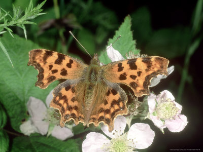 Comma Butterfly, Female by Terry Button Pricing Limited Edition Print image