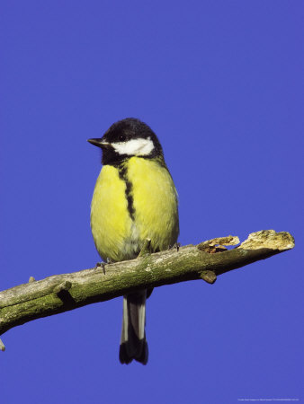 Coal Tit, Perched On Branch, Scotland by Mark Hamblin Pricing Limited Edition Print image