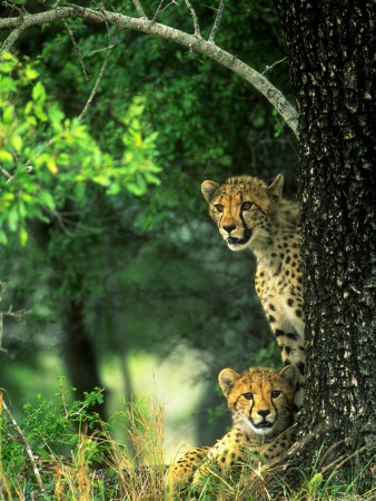 Cheetah Cubs, Phinda Game Reserve, South Africa by Roger De La Harpe Pricing Limited Edition Print image
