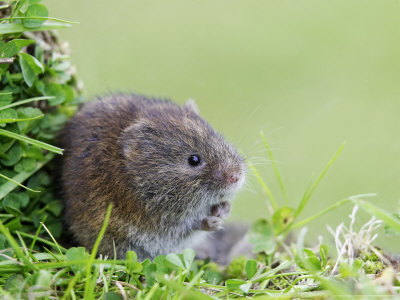 Field Vole, Feeding On Grass Shoots, Scotland by Mark Hamblin Pricing Limited Edition Print image