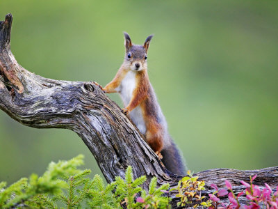 Red Squirrel, Portrait Of Adult On Fallen Log In Autumnal Forest, Norway by Mark Hamblin Pricing Limited Edition Print image
