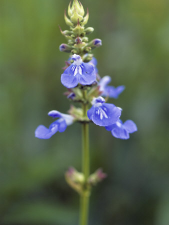 Salvia Uliginosa (Bog Sage), Close-Up Of A Blue Flower by Hemant Jariwala Pricing Limited Edition Print image