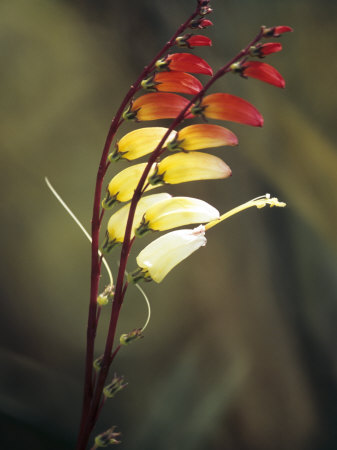 Ipomoea Lobata (Morning Glory), Close-Up Of A Red Bicolour Flower by Hemant Jariwala Pricing Limited Edition Print image