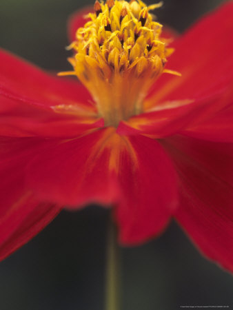 Cosmos Bipinnatus Sensation, Close-Up Of Red Flower With Stamens by Hemant Jariwala Pricing Limited Edition Print image