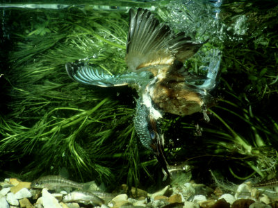 Kingfisher, Underwater Catching Fish, Uk by David Boag Pricing Limited Edition Print image