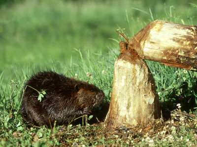 Beaver, Castor Canadensis Feeding On Tree Just Cut Down, Minnesota by Alan And Sandy Carey Pricing Limited Edition Print image