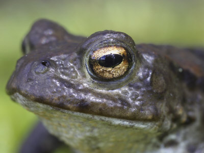 Common Toad, Close-Up Portrait, Scotland, Uk by Mark Hamblin Pricing Limited Edition Print image