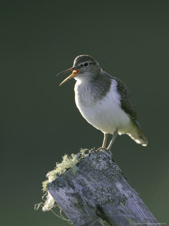 Common Sandpiper, Perched On Post Calling, Scotland by Mark Hamblin Pricing Limited Edition Print image